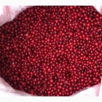 Продам брусницю закарпаття