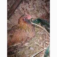 Інкубаційне яйце Амераукана