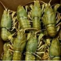 Продам речные раки