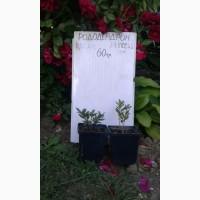 Рододендрон