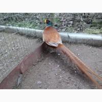 Фазаны, молодняк охотничьих пород