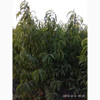 Саженцы новых канадских и американских сортов персика