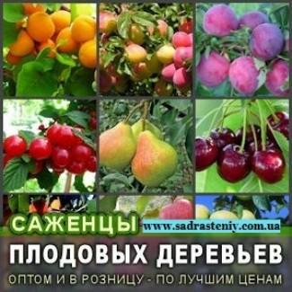 Питомник реализует саженцы на ВЕСНУ 2025 оптом и в розницу на сайте Сад растений