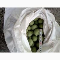 Продам орех грецкий
