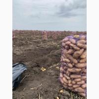 Продам картофель, есть как первый сорт так и бюджетный