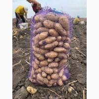 Продам картофель, есть как первый сорт так и бюджетный