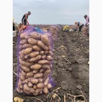 Продам картофель, есть как первый сорт так и бюджетный