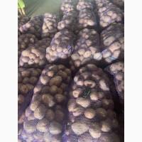Продам картофель, есть как первый сорт так и бюджетный
