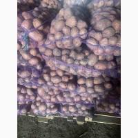 Продам картофель, есть как первый сорт так и бюджетный