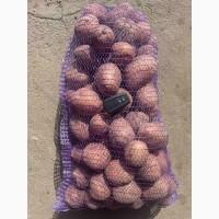 Продам картофель, есть как первый сорт так и бюджетный