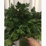 Зелень петрушки продам