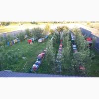 Продам пчелосемьи с 20 апреля