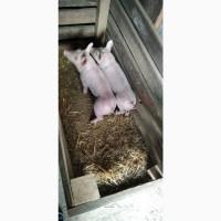 Продам свиней породи Мастєр