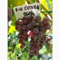 Саженец винограда кишмиш Катавба