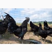 Инкубационные яйца Аям Цемани