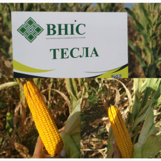 Насіння гібриду кукурудзи ВНІС ТЕСЛА (фао 350) 2020 року урожаю