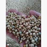 Продам озимый горох