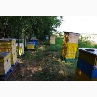 Продам пчелосемьи