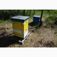 Продам пчелосемьи