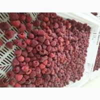 Куплю малину свежую