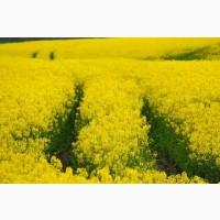 Куплю Рaпс. Великий ОПТ. По всій території України. Можливий самовивіз. Висока ціна