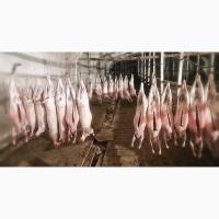 Продам эко тушки баранины/ягнятины халяль