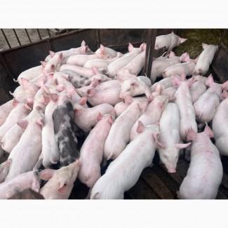 Реалізуємо Поросят Продажа малих поросят