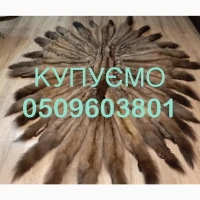 Купуємо шкури куниці, бобра