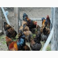 Продається інкубаційне яйце, курчата. Брама - Золото, Срібло