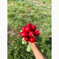 Продам крупний товарний редис, ціна договірна