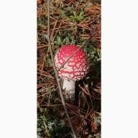 Продам Красный Мухомор сушеный