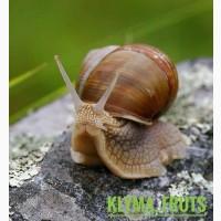 Купуємо равлики виноградні