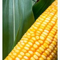 Посівмат кукурудзи АР 18101 К, гібрид середньої групи стиглості, Екстра