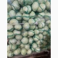 Продам Капусту гурт від 1 тонни