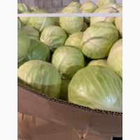 Продам Капусту гурт від 1 тонни
