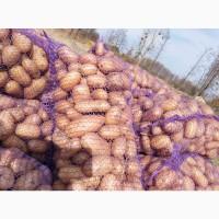 Продам картоплю велику і насіневу кого цікавить телефонуйте