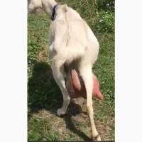 Продам козенят