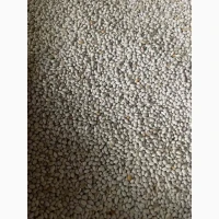 Продам квасолю сорту Неві Бінс