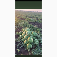 Продам кавун сорт Нун