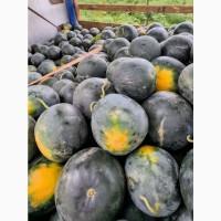 Продам Чорний Кавун без кісточок