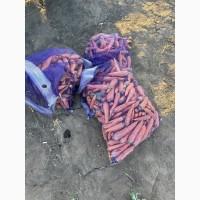 Продам моркву сортотипу Шантане