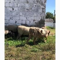 Продам Вівцю