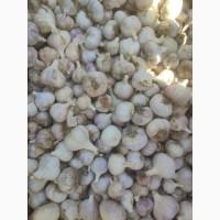 Продам озимий часник 100 грн