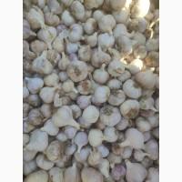 Продам озимий часник 100 грн