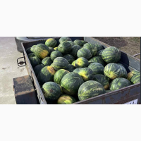 Продам кавун 2, 5 тони Бориспільський раной