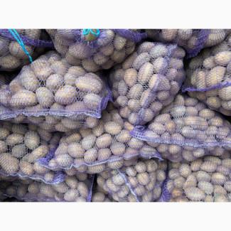 Продам картоплю насіневу