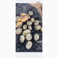 Продам Картоплю Арізона