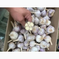 Часник на посадку для споживання