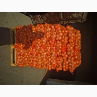 Продам цибулю молоду в Польщі