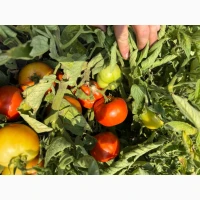 Продам помідори бобкат та Діно